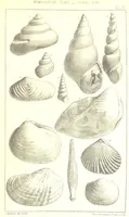 An illustration from A Supplement to the Geology of Weymouth and the Isle of Portland ... New and enlarged edition. Consisting of twenty lithographic plates of fossils (1888)
