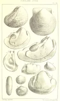 An illustration from A Supplement to the Geology of Weymouth and the Isle of Portland ... New and enlarged edition. Consisting of twenty lithographic plates of fossils (1888)