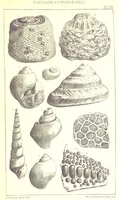 An illustration from A Supplement to the Geology of Weymouth and the Isle of Portland ... New and enlarged edition. Consisting of twenty lithographic plates of fossils (1888)