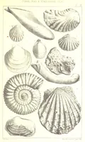 An illustration from A Supplement to the Geology of Weymouth and the Isle of Portland ... New and enlarged edition. Consisting of twenty lithographic plates of fossils (1888)