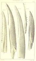 Picture 10 of 20 from A Supplement to the Geology of Weymouth and the Isle of Portland ... New and enlarged edition. Consisting of twenty lithographic plates of fossils (1888), leaf 47