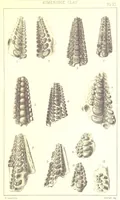 Picture 11 of 20 from A Supplement to the Geology of Weymouth and the Isle of Portland ... New and enlarged edition. Consisting of twenty lithographic plates of fossils (1888), leaf 51