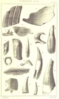 Picture 12 of 20 from A Supplement to the Geology of Weymouth and the Isle of Portland ... New and enlarged edition. Consisting of twenty lithographic plates of fossils (1888), leaf 55
