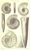 An illustration from A Supplement to the Geology of Weymouth and the Isle of Portland ... New and enlarged edition. Consisting of twenty lithographic plates of fossils (1888)