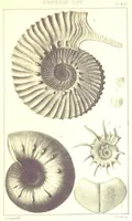 An illustration from A Supplement to the Geology of Weymouth and the Isle of Portland ... New and enlarged edition. Consisting of twenty lithographic plates of fossils (1888)