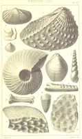 An illustration from A Supplement to the Geology of Weymouth and the Isle of Portland ... New and enlarged edition. Consisting of twenty lithographic plates of fossils (1888)