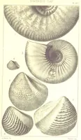 An illustration from A Supplement to the Geology of Weymouth and the Isle of Portland ... New and enlarged edition. Consisting of twenty lithographic plates of fossils (1888)