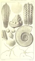 An illustration from A Supplement to the Geology of Weymouth and the Isle of Portland ... New and enlarged edition. Consisting of twenty lithographic plates of fossils (1888)