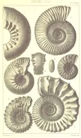 An illustration from A Supplement to the Geology of Weymouth and the Isle of Portland ... New and enlarged edition. Consisting of twenty lithographic plates of fossils (1888)