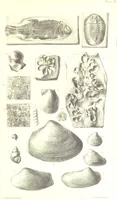 An illustration from A Supplement to the Geology of Weymouth and the Isle of Portland ... New and enlarged edition. Consisting of twenty lithographic plates of fossils (1888)