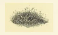 An illustration from Fifty Perfect Poems. Selected and edited by C. A. Dana and Rossiter Johnson. With seventy illustrations (1883)