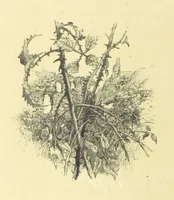 An illustration from Fifty Perfect Poems. Selected and edited by C. A. Dana and Rossiter Johnson. With seventy illustrations (1883)