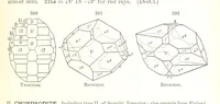 Picture 210 of 310 from A Text-Book of Mineralogy. With an extended treatise on crystallography and physical mineralogy. By E. S. Dana ... on the plan and with the co-operation of Professor James D. Dana, etc (1877), leaf 323