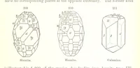 An illustration from A Text-Book of Mineralogy. With an extended treatise on crystallography and physical mineralogy. By E. S. Dana ... on the plan and with the co-operation of Professor James D. Dana, etc (1877)
