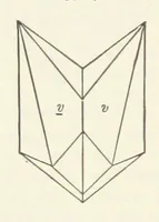 An illustration from A Text-Book of Mineralogy. With an extended treatise on crystallography and physical mineralogy ... on the plan and with the co-operation of ... James D. Dana ... With ... woodcuts ... Newly revised and enlarged. 17th edition, etc (1898)
