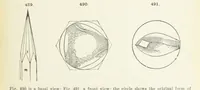 Picture 190 of 403 from A Text-Book of Mineralogy. With an extended treatise on crystallography and physical mineralogy ... on the plan and with the co-operation of ... James D. Dana ... With ... woodcuts ... Newly revised and enlarged. 17th edition, etc (1898), leaf 169