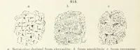 Picture 364 of 403 from A Text-Book of Mineralogy. With an extended treatise on crystallography and physical mineralogy ... on the plan and with the co-operation of ... James D. Dana ... With ... woodcuts ... Newly revised and enlarged. 17th edition, etc (1898), leaf 496