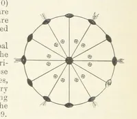 An illustration from A Text-Book of Mineralogy. With an extended treatise on crystallography and physical mineralogy ... on the plan and with the co-operation of ... James D. Dana ... With ... woodcuts ... Newly revised and enlarged. 17th edition, etc (1898)