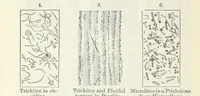 Picture 84 of 86 from Manual of Mineralogy, including observations on mines, rocks, reduction of ores, and the applications of the science to the arts ... Fourth edition (1878), leaf 430