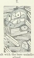 Picture 86 of 86 from Manual of Mineralogy, including observations on mines, rocks, reduction of ores, and the applications of the science to the arts ... Fourth edition (1878), leaf 432