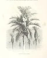 Picture 58 of 310 from L'Espagne ... Illustrée de 309 gravures dessinées sur bois par Gustave Doré (1874), leaf 126