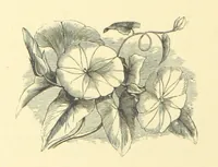 An illustration from Dawn to Daylight: or, Gleams from the poets of twelve centuries. With above two hundred illustrations (1874)