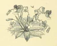 An illustration from Dawn to Daylight: or, Gleams from the poets of twelve centuries. With above two hundred illustrations (1874)