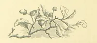 An illustration from Dawn to Daylight: or, Gleams from the poets of twelve centuries. With above two hundred illustrations (1874)