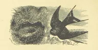 An illustration from Dawn to Daylight: or, Gleams from the poets of twelve centuries. With above two hundred illustrations (1874)