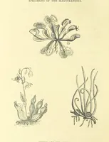 An illustration from The Adventures of Robinson Crusoe ... Newly edited after the original editions. With twenty illustrations by Kauffman. [Parts 1 and 2, abridged. With an introduction signed: S. R. B (1884)
