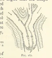 An illustration from Object Lessons in Geography for Standards I. II. & III (1899)