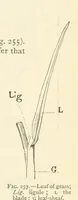 An illustration from Object Lessons in Geography for Standards I. II. & III (1899)