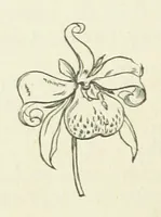An illustration from Her Majesty's Tower. ... Seventh edition, etc (1885)
