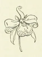 An illustration from Her Majesty's Tower. ... Seventh edition, etc (1885)