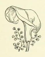 An illustration from Her Majesty's Tower. ... Seventh edition, etc (1885)