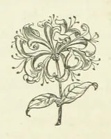An illustration from Her Majesty's Tower. ... Seventh edition, etc (1885)