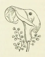 An illustration from Her Majesty's Tower. ... Seventh edition, etc (1885)