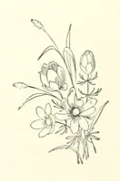 An illustration from Don. By the author of “Laddie” [i.e. Evelyn Whitaker], etc (1895)