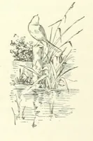 Picture 17 of 41 from Don. By the author of “Laddie” [i.e. Evelyn Whitaker], etc (1895), leaf 118