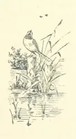 Picture 33 of 41 from Don. By the author of “Laddie” [i.e. Evelyn Whitaker], etc (1895), leaf 319