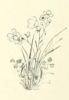An illustration from Don. By the author of “Laddie” [i.e. Evelyn Whitaker], etc (1895)