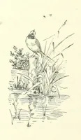 An illustration from Don. By the author of “Laddie” [i.e. Evelyn Whitaker], etc (1895)