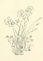 An illustration from Don. By the author of “Laddie” [i.e. Evelyn Whitaker], etc (1895)