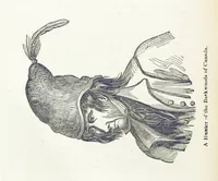 An illustration from Biography and History of the Indians of North America ... also a history of their wars ... Likewise exhibiting an analysis of the ... authors, who have written upon ... the first peopling of America. Third edition, with ... additions ... corrections and ... engravings (1837)