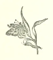 An illustration from In the Enemy's Country; or, the Raven of Steinbrück. A story of 1813, etc (1891)