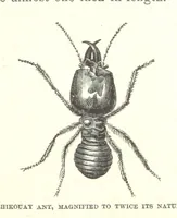 Picture 22 of 40 from Wild Life under the Equator. Narrated for young people, etc (1869), leaf 129