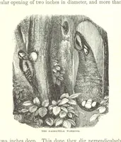 Picture 23 of 40 from Wild Life under the Equator. Narrated for young people, etc (1869), leaf 137