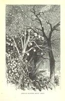 Picture 24 of 40 from Wild Life under the Equator. Narrated for young people, etc (1869), leaf 139