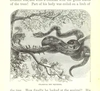 Picture 28 of 40 from Wild Life under the Equator. Narrated for young people, etc (1869), leaf 167