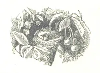 Picture 2 of 40 from Wild Life under the Equator. Narrated for young people, etc (1869), leaf 18